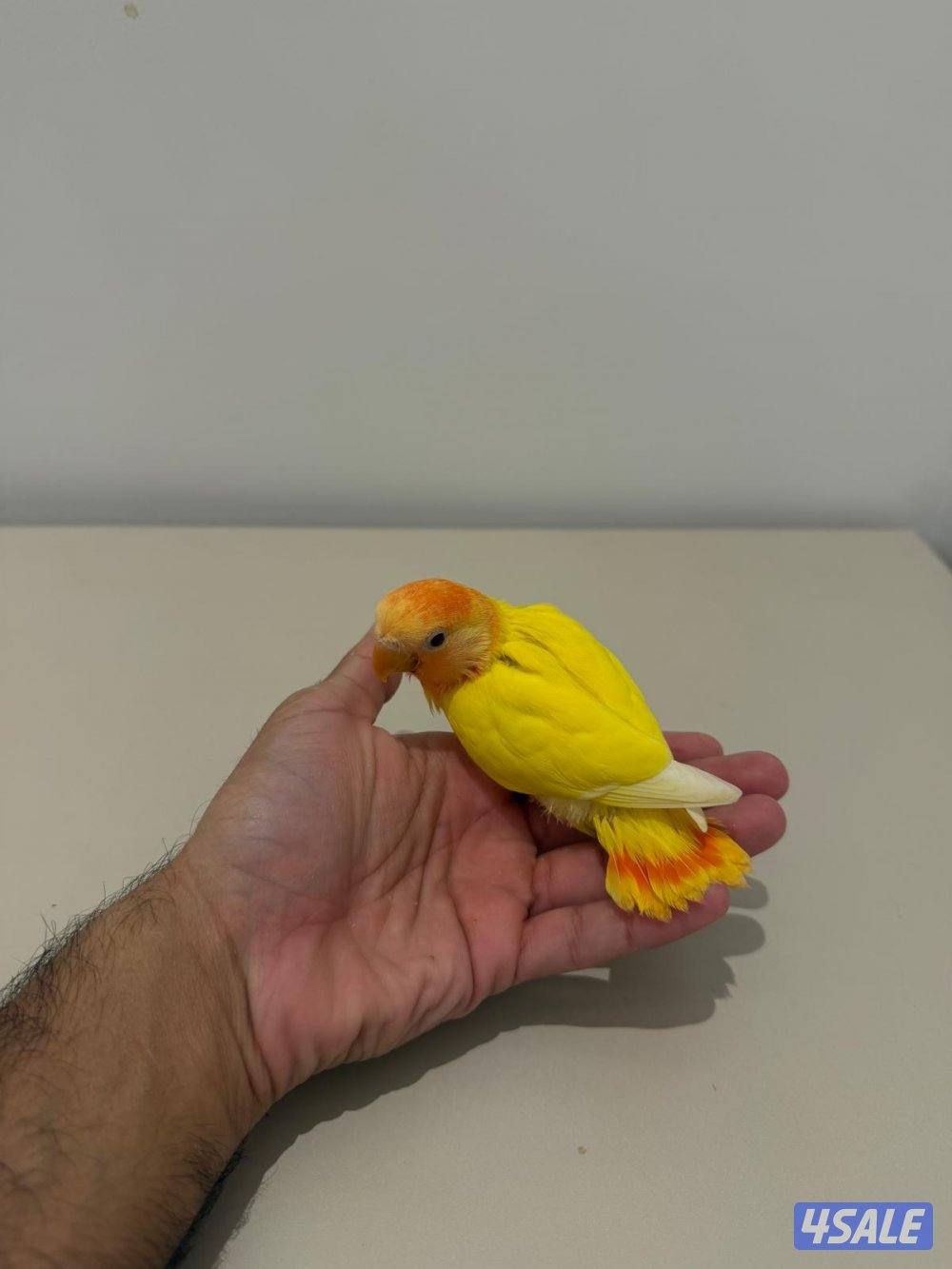 تشكيلة فروخ لوفبيرد/ روز عس ونهاية عس وتوصيل مجاني6