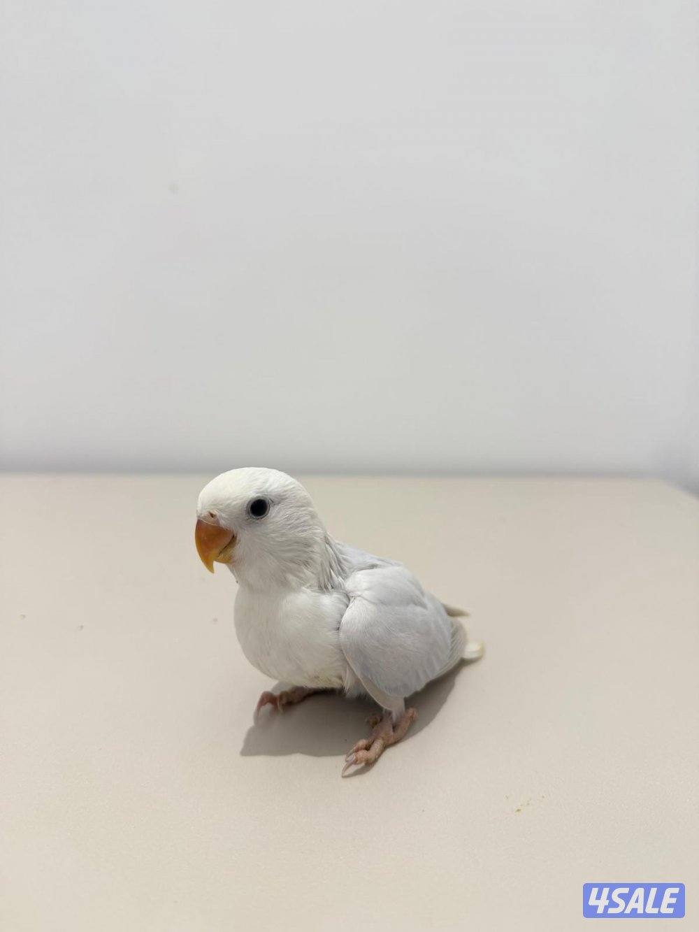 تشكيلة فروخ لوفبيرد/ روز عس ونهاية عس وتوصيل مجاني7