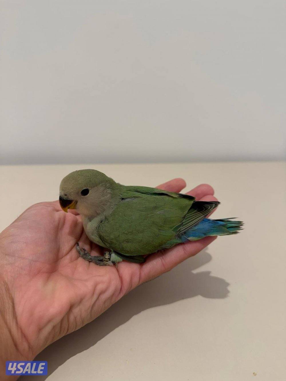 تشكيلة فروخ لوفبيرد/ روز عس ونهاية عس وتوصيل مجاني8