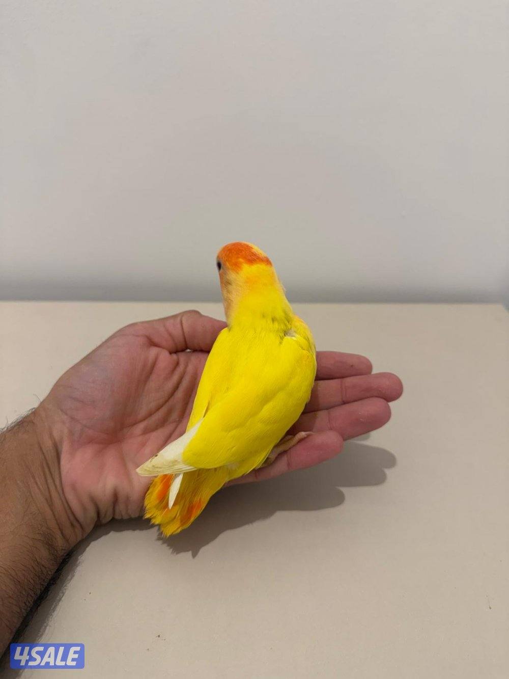 تشكيلة فروخ لوفبيرد/ روز عس ونهاية عس وتوصيل مجاني9