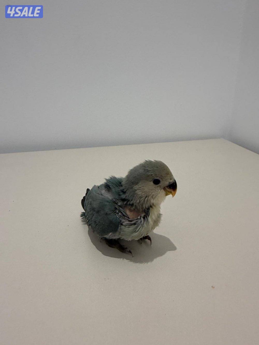 تشكيلة فروخ لوفبيرد/ روز عس ونهاية عس وتوصيل مجاني10