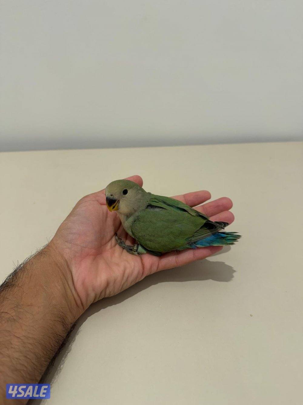 تشكيلة فروخ لوفبيرد/ روز عس ونهاية عس وتوصيل مجاني11