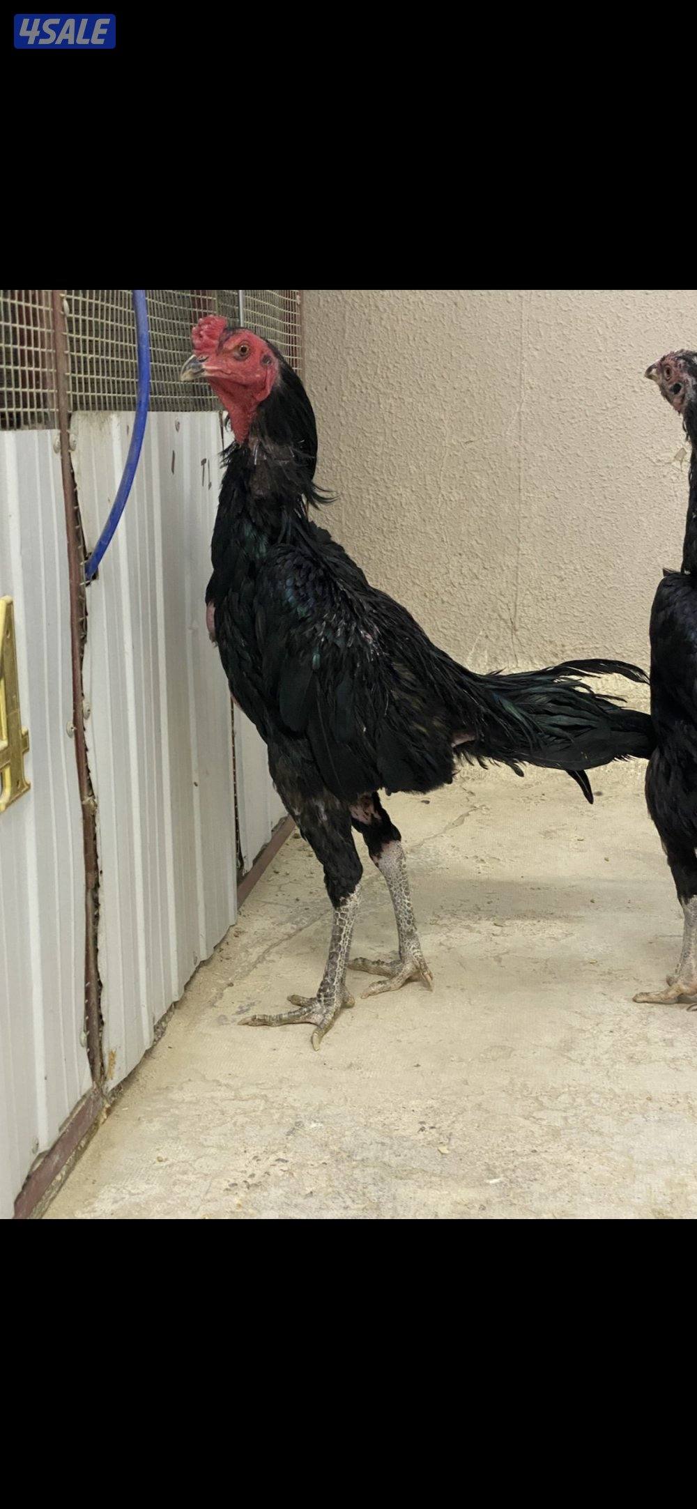 ديج تايلندي اسود ، ( الاهل ابطال )4