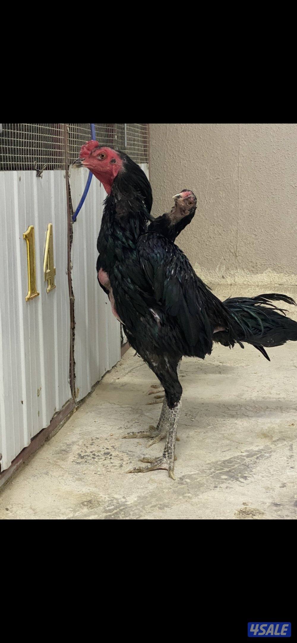 ديج تايلندي اسود ، ( الاهل ابطال )5