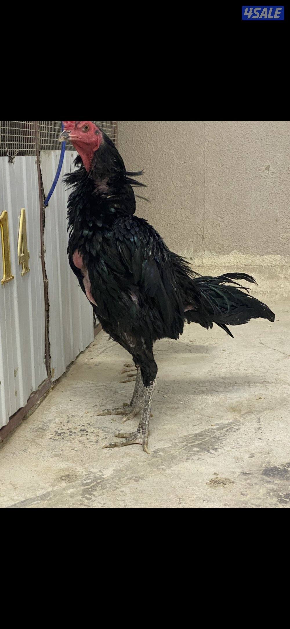 ديج تايلندي اسود ، ( الاهل ابطال )7