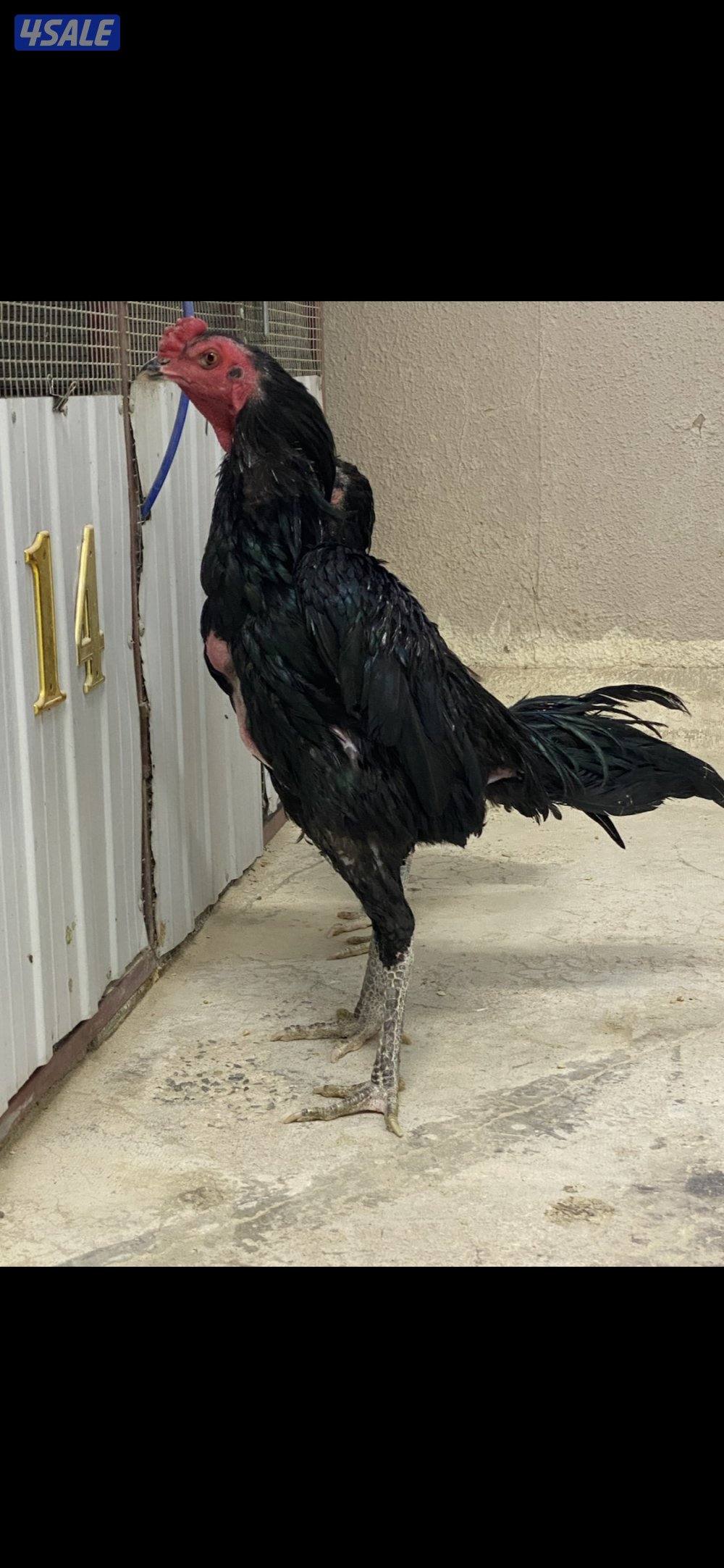 ديج تايلندي اسود ، ( الاهل ابطال )8