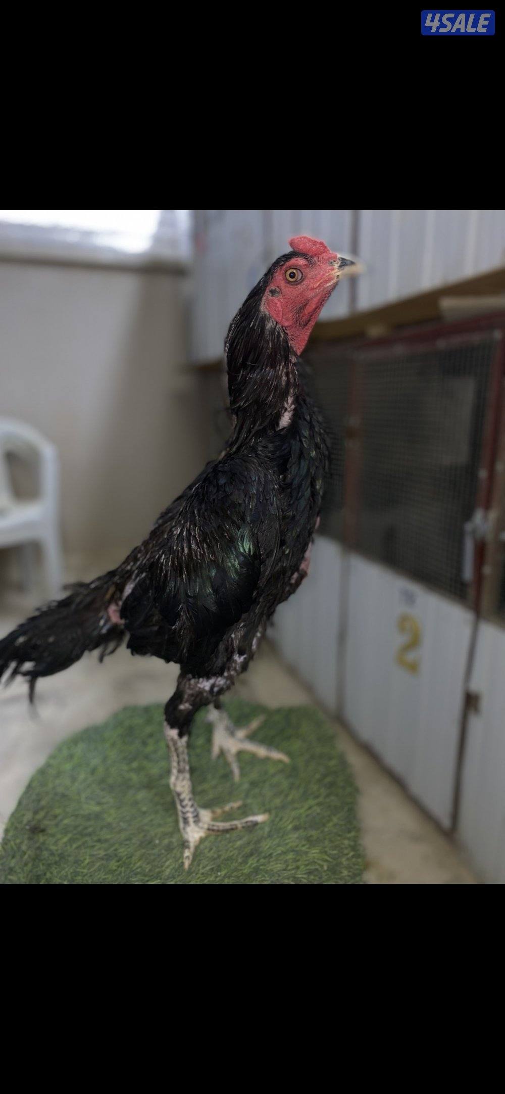 ديج تايلندي اسود ، ( الاهل ابطال )6