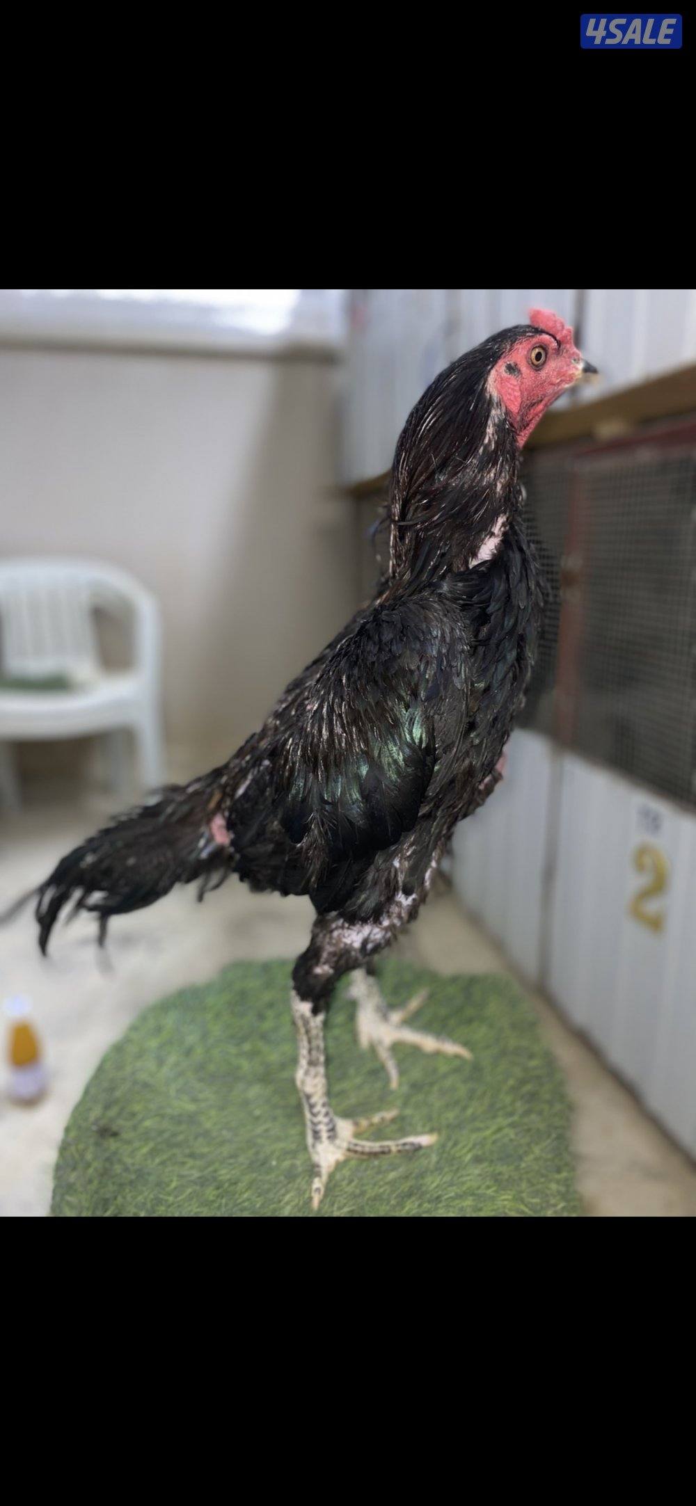 ديج تايلندي اسود ، ( الاهل ابطال )9