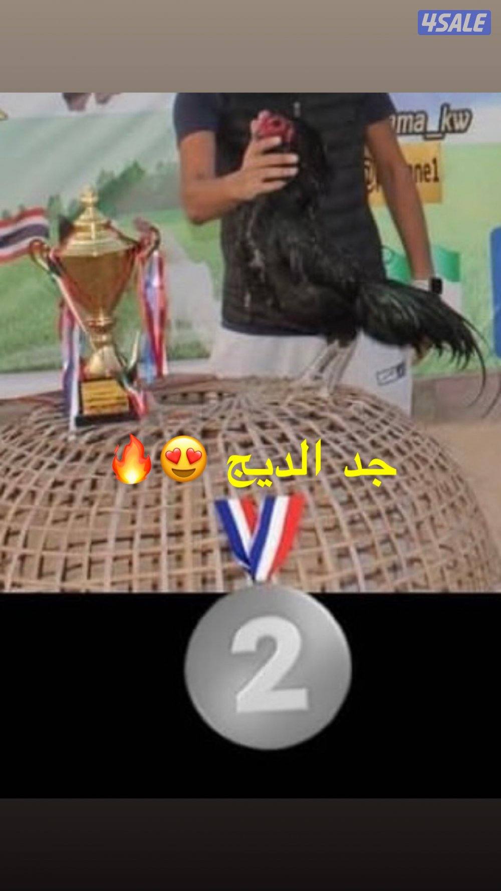 ديج تايلندي اسود ، ( الاهل ابطال )1