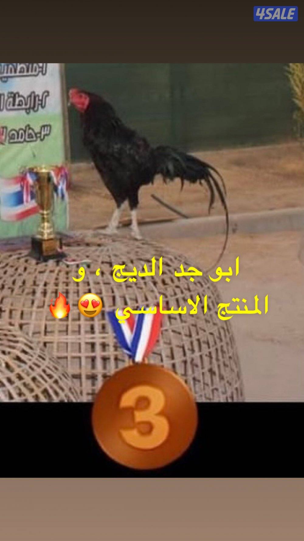 ديج تايلندي اسود ، ( الاهل ابطال )2