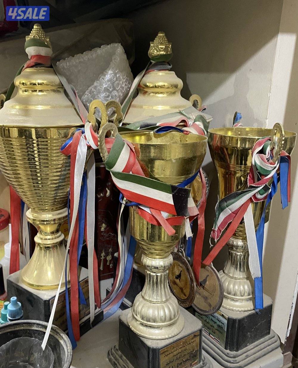 ديج تايلندي اسود ، ( الاهل ابطال )3