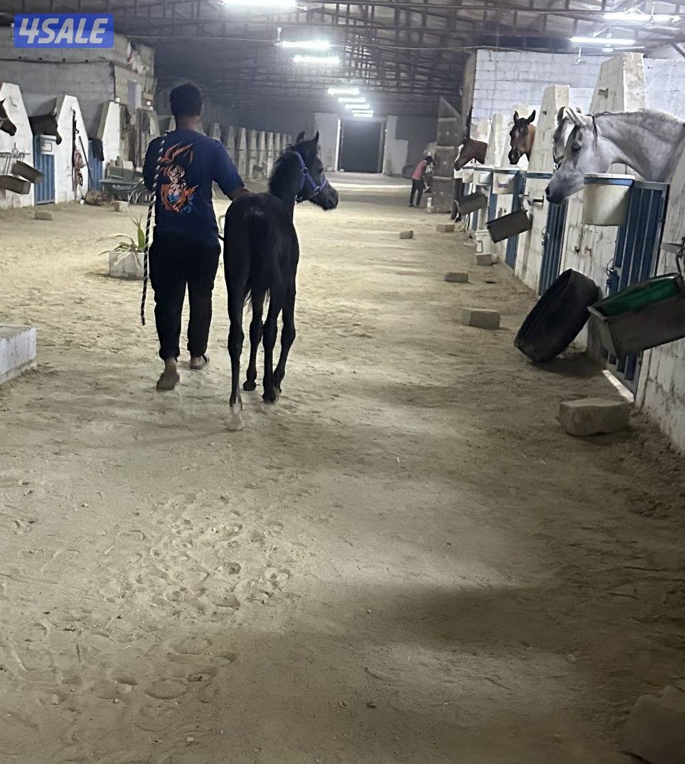 للبيع مهر مصري اسود0