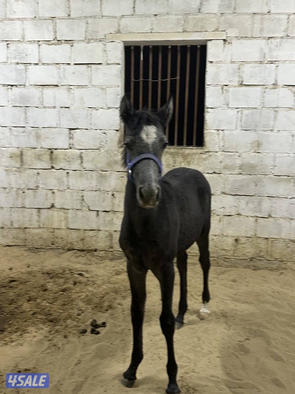 للبيع مهر مصري اسود1