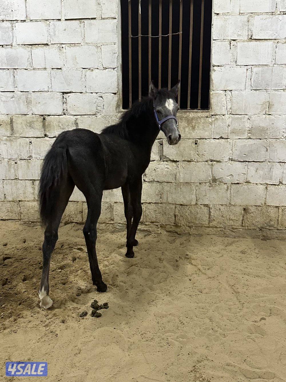 للبيع مهر مصري اسود2