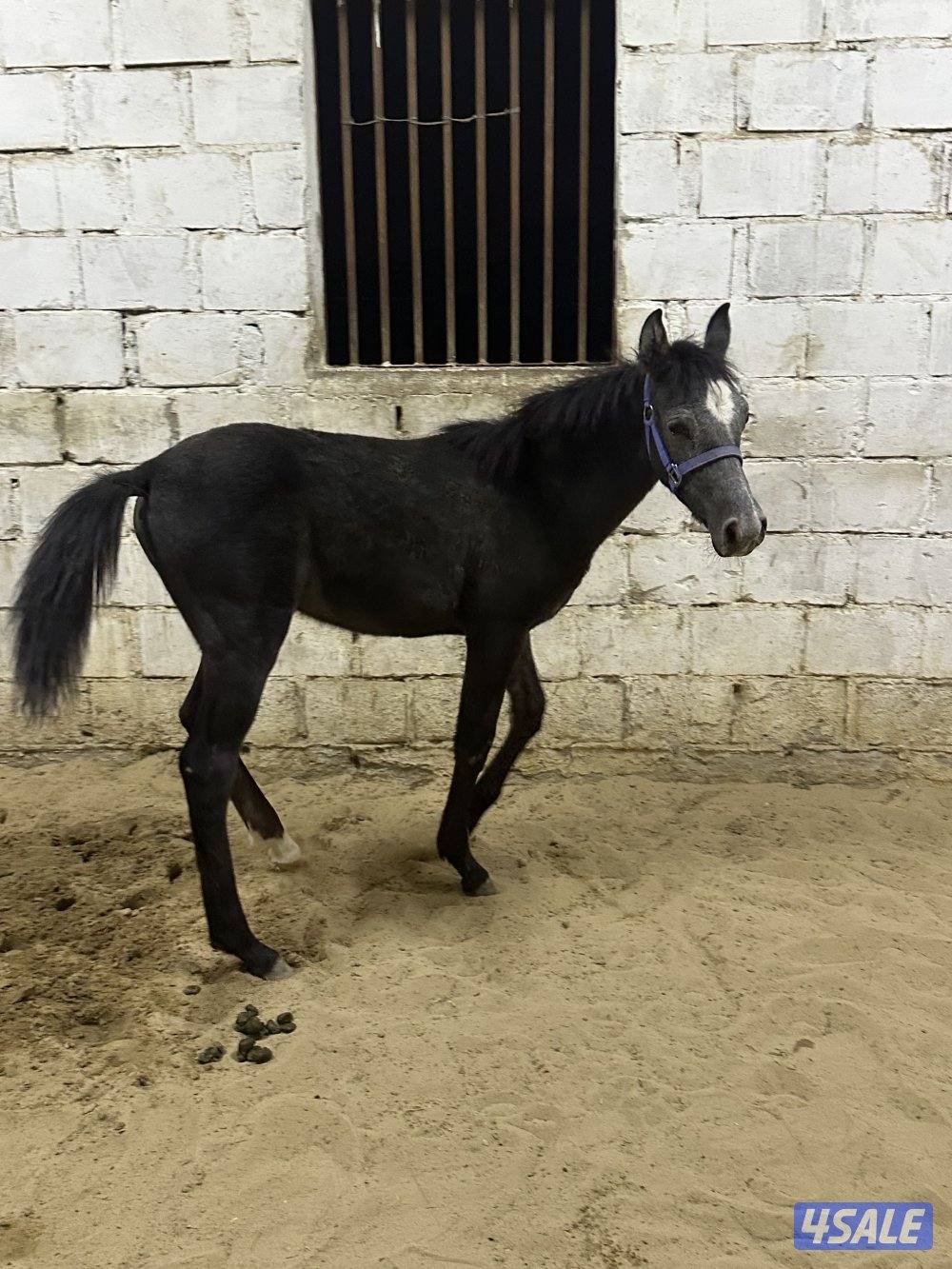 للبيع مهر مصري اسود3