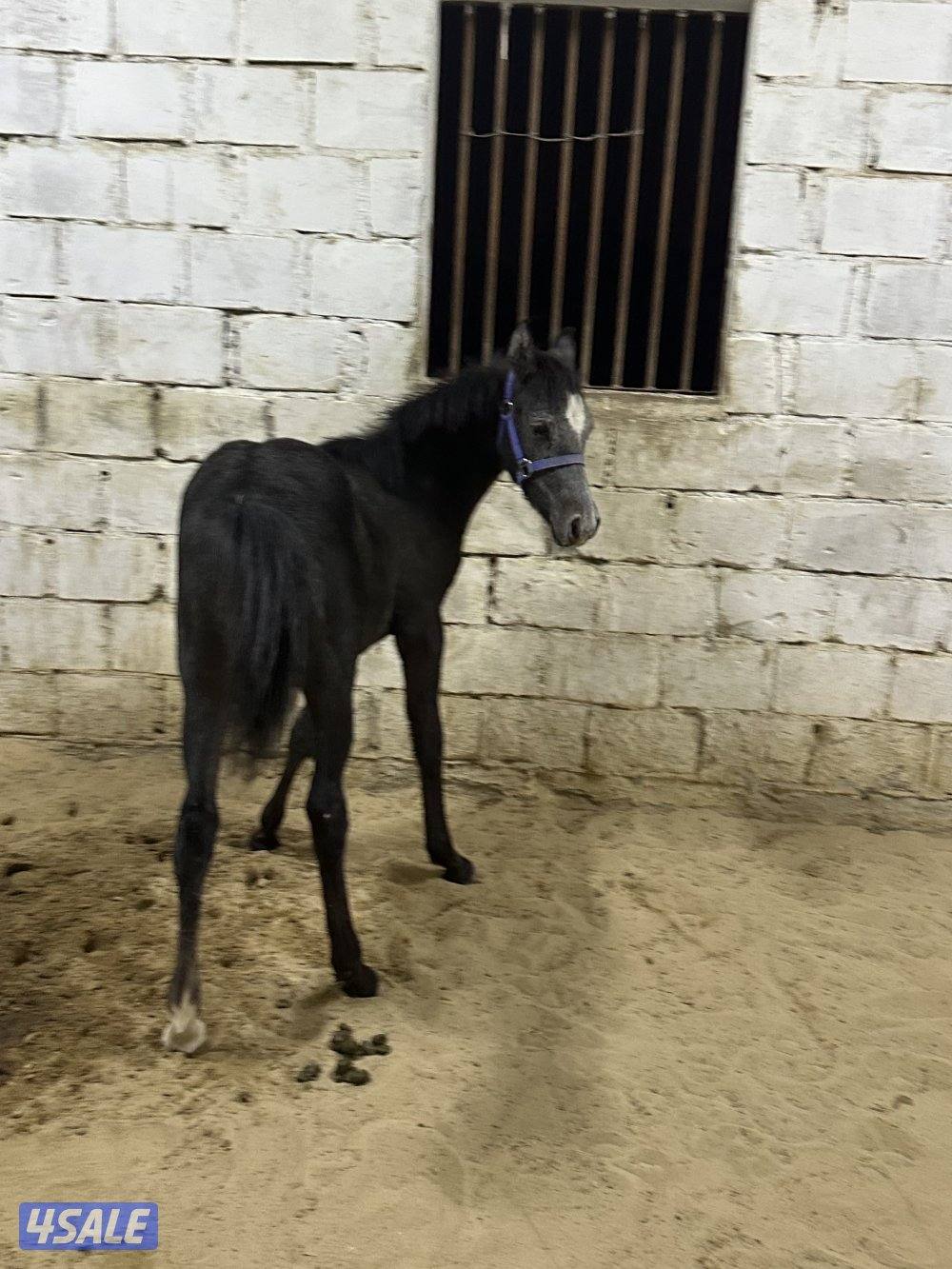 للبيع مهر مصري اسود4