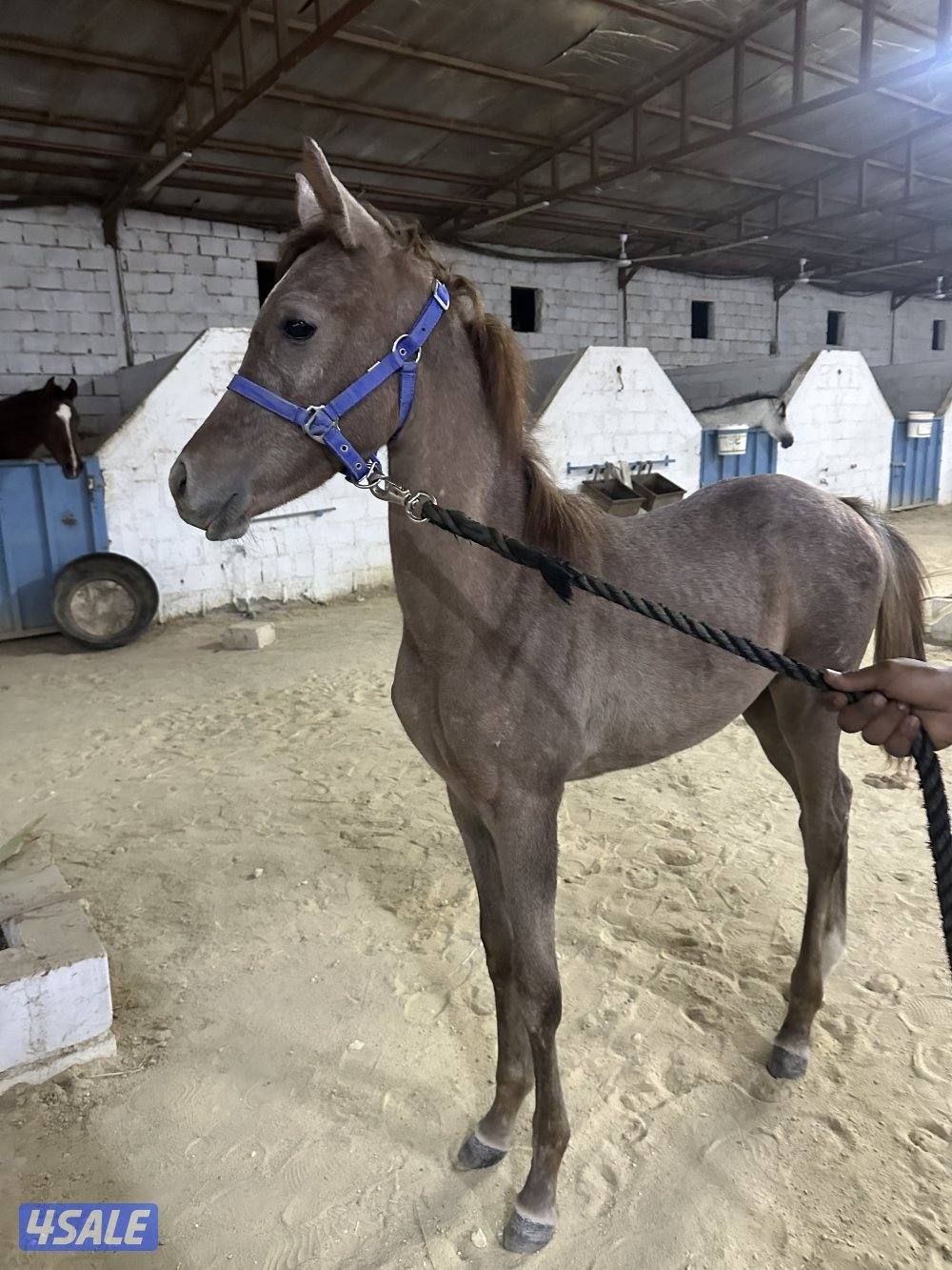 للبيع مهر مصري1