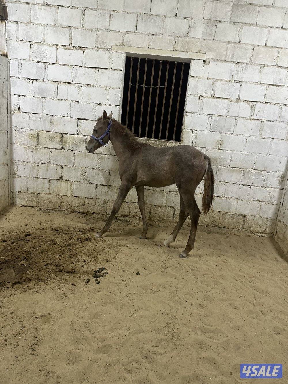 للبيع مهر مصري2