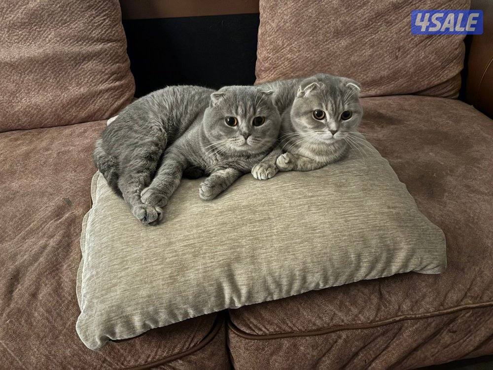 للبيع زوج برتش سكوتش شورت هير مع دفتر تطعيماتهم نثيه وذكر0