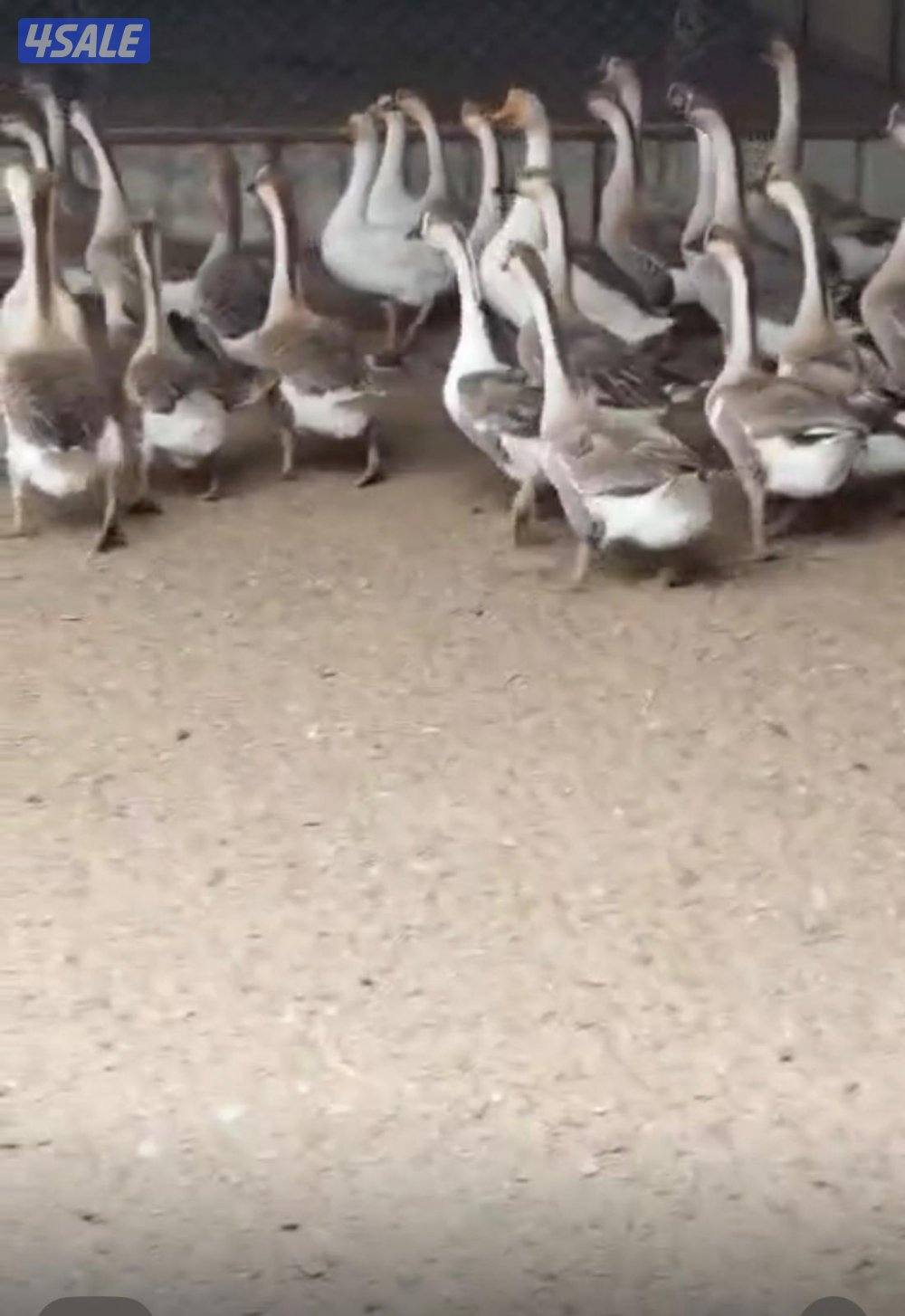 وز كندي احجام1