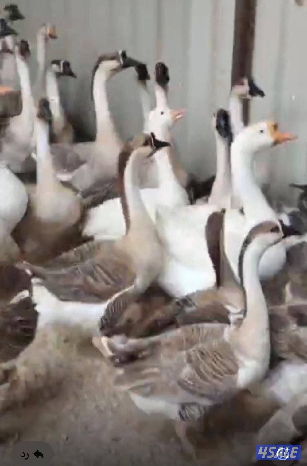 وز كندي احجام0