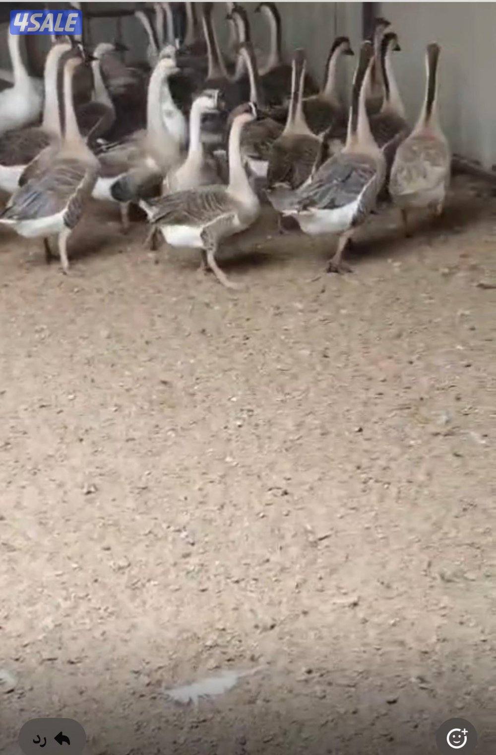 وز كندي احجام2