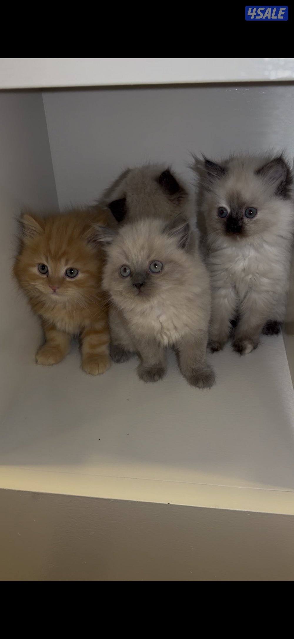 كتن سيامي راغدول وهولندي مون فيس0