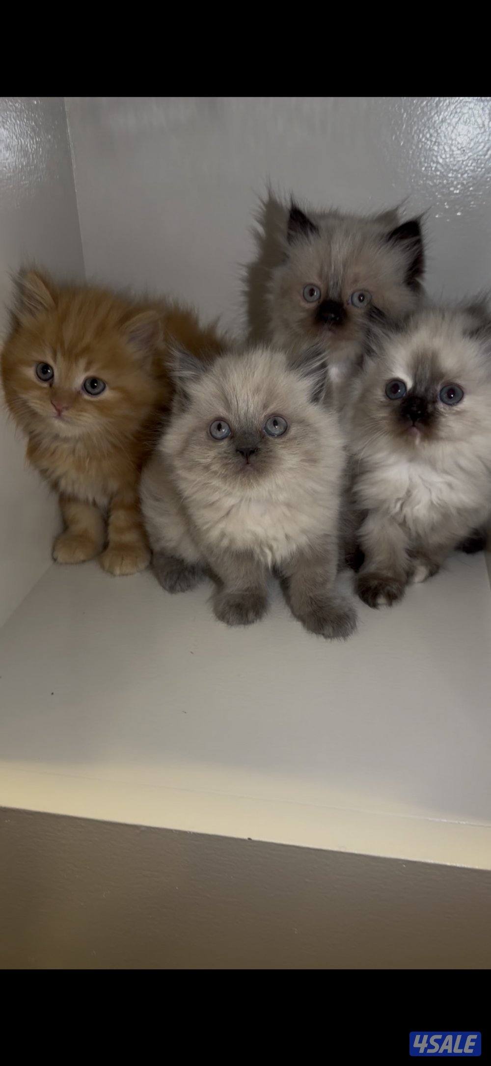 كتن سيامي راغدول وهولندي مون فيس1