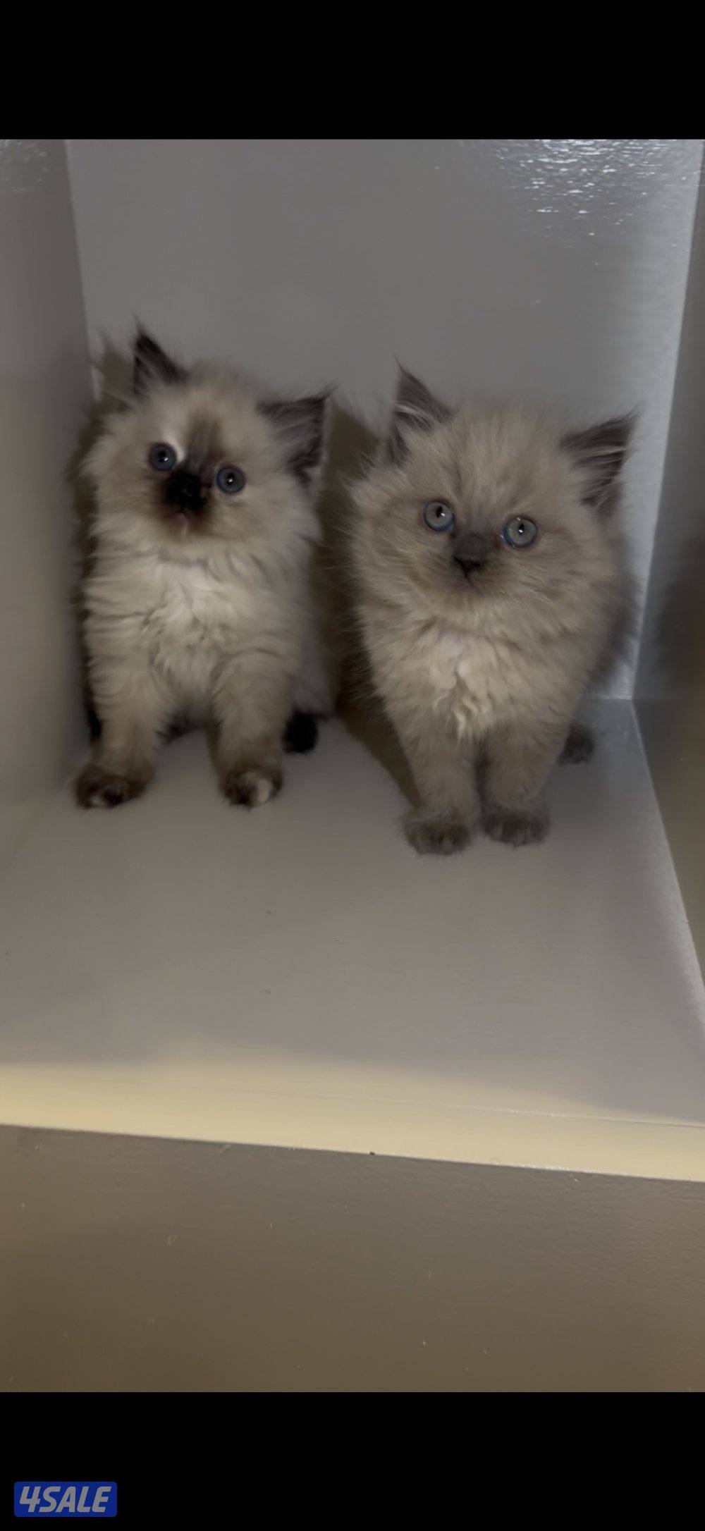 كتن سيامي راغدول وهولندي مون فيس2