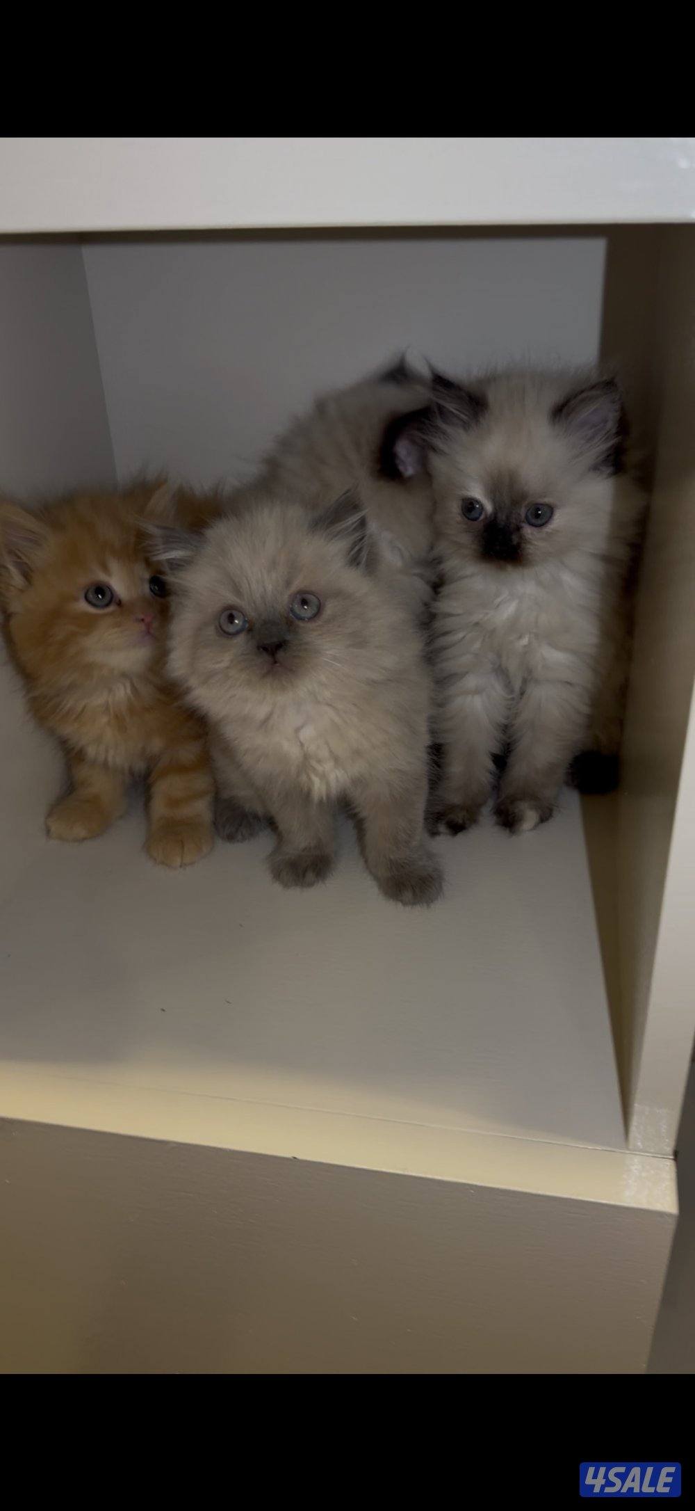 كتن سيامي راغدول وهولندي مون فيس3