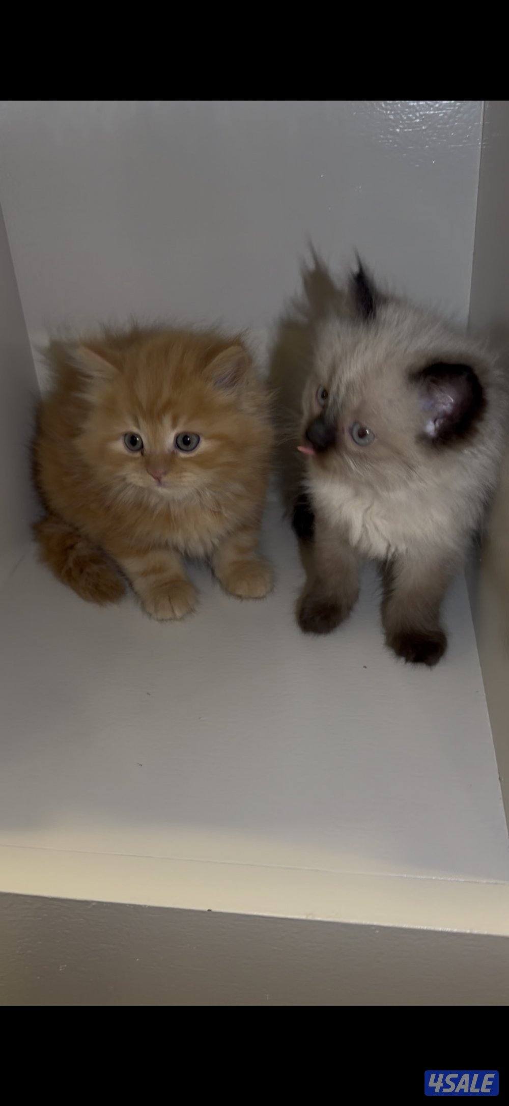 كتن سيامي راغدول وهولندي مون فيس4