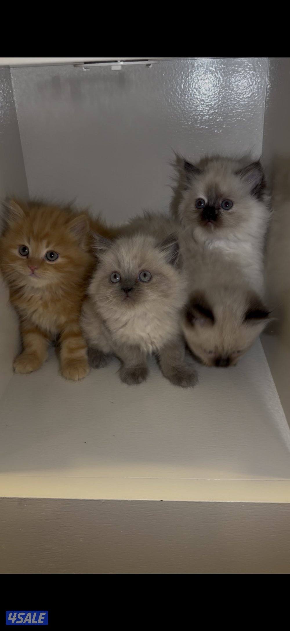 كتن سيامي راغدول وهولندي مون فيس5