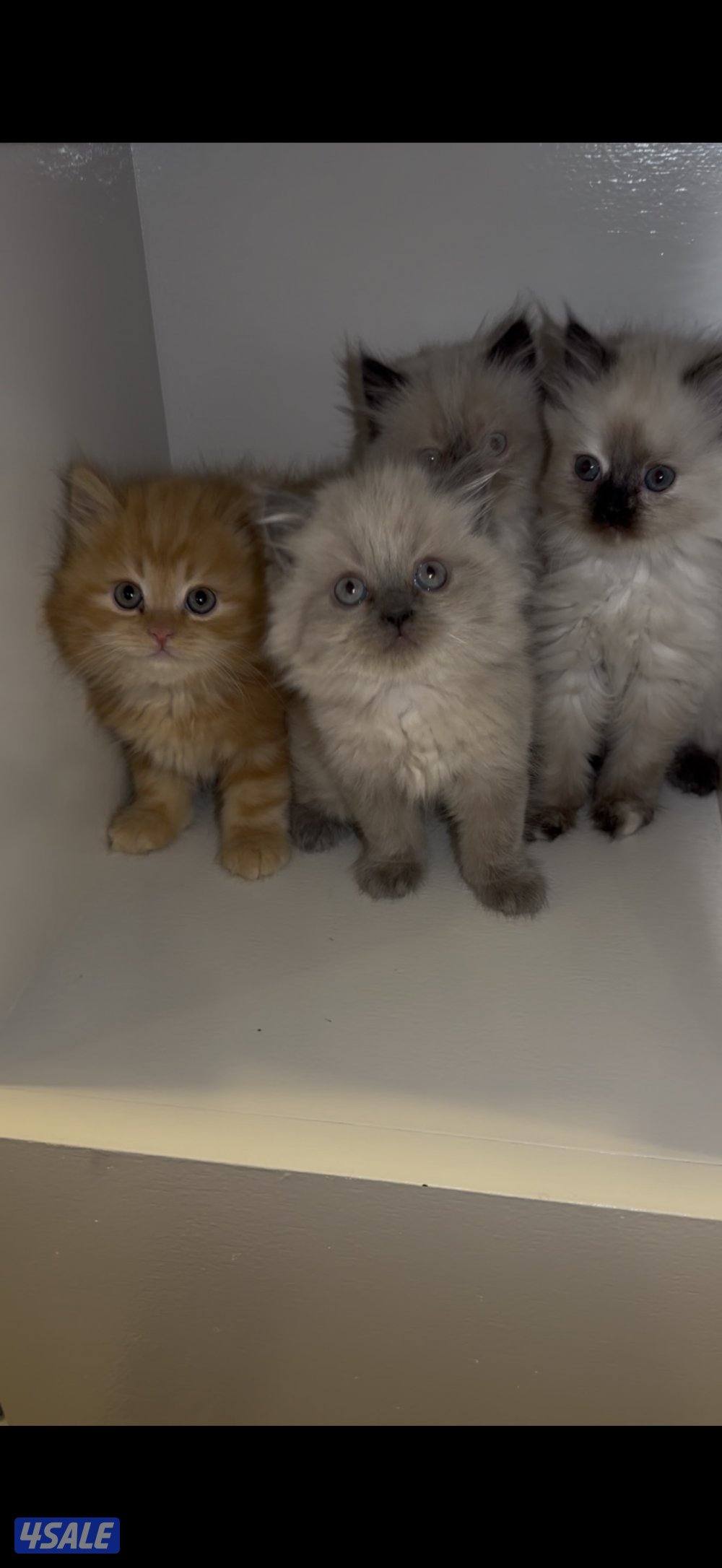 كتن سيامي راغدول وهولندي مون فيس6