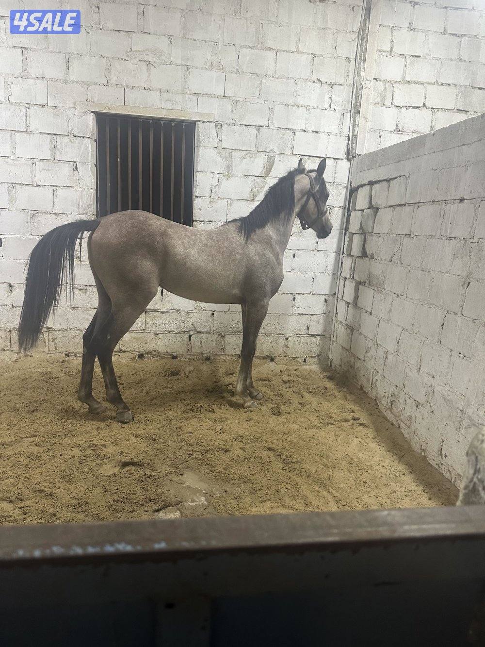 للبيع فلو واهو1