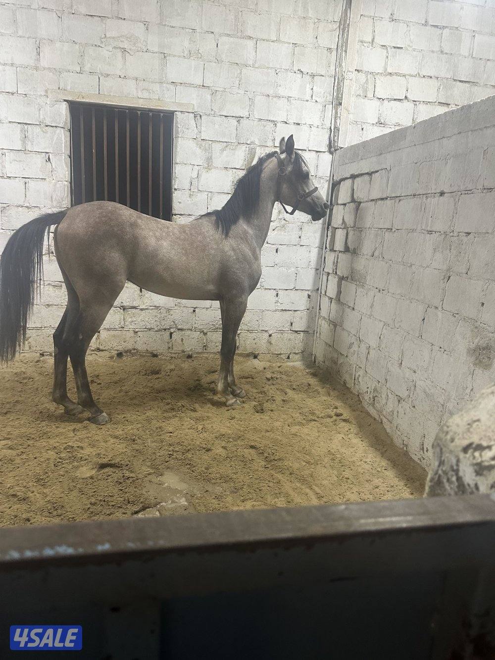 للبيع فلو واهو2