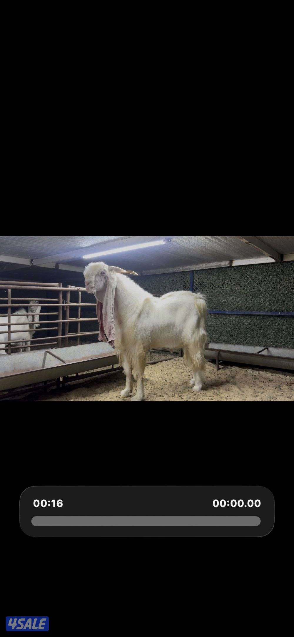 تيس خصم الخصم1