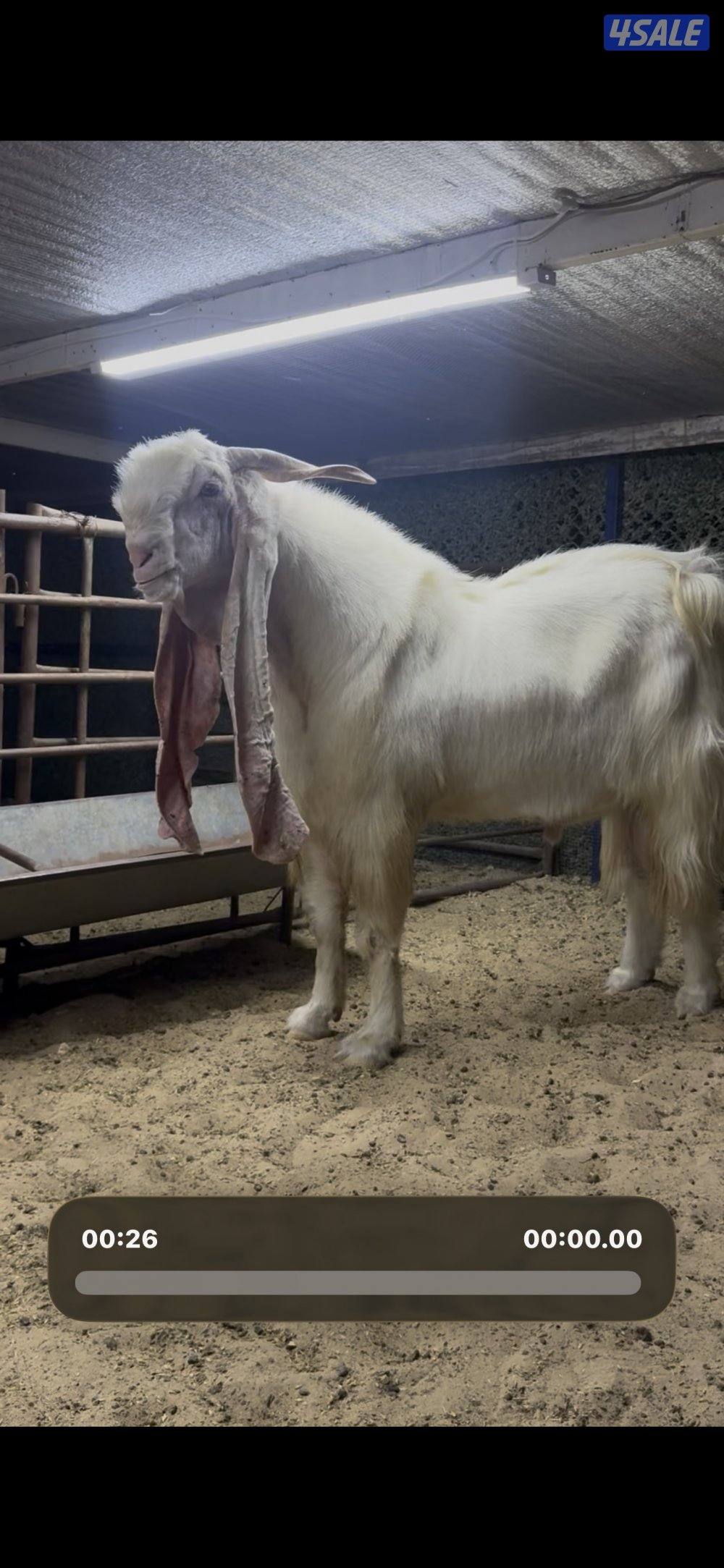 تيس خصم الخصم2