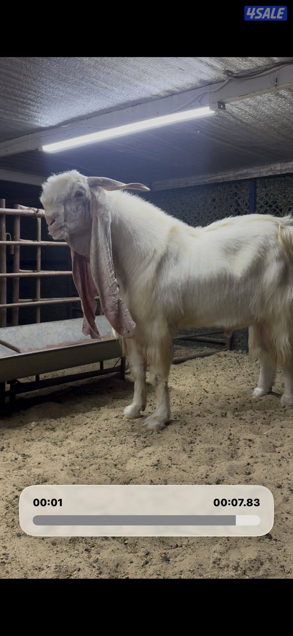 تيس خصم الخصم3