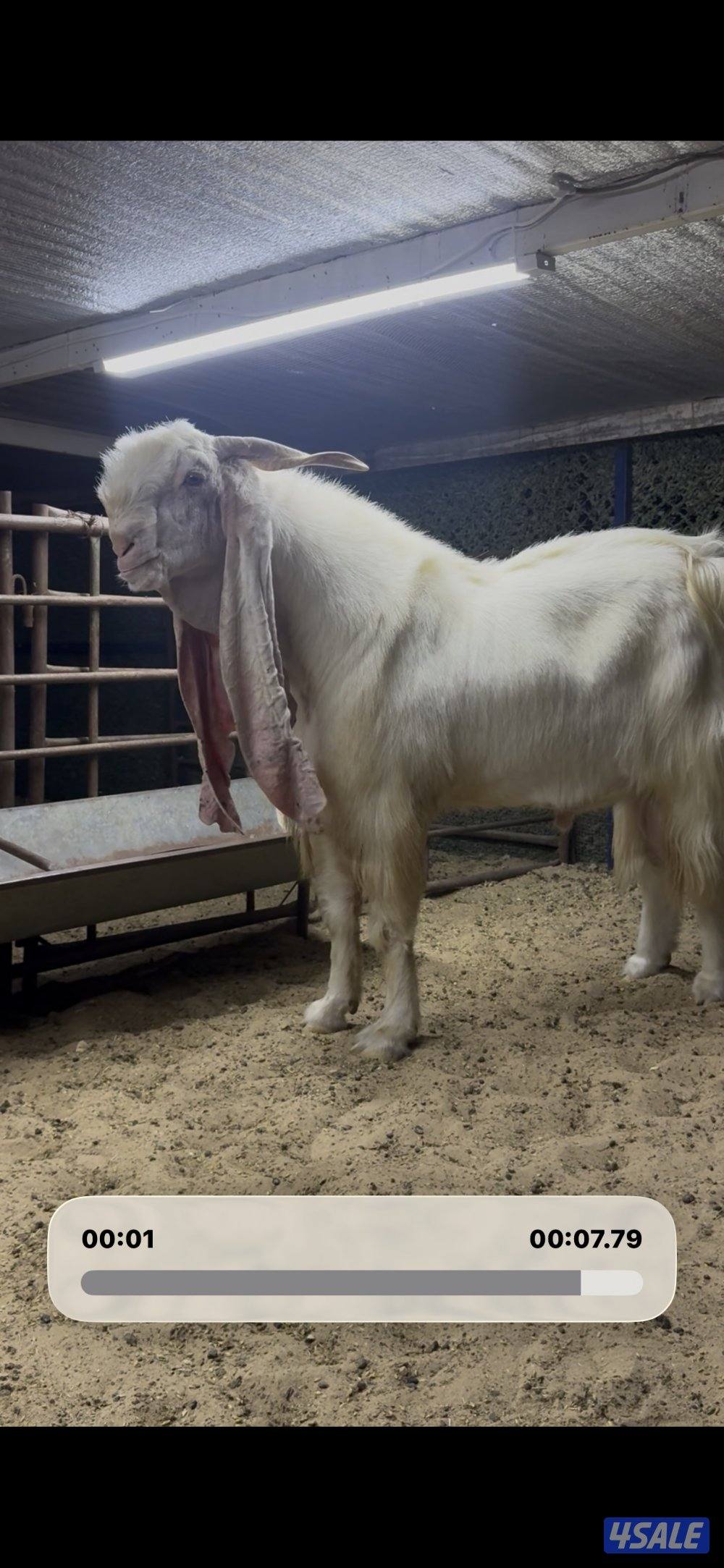 تيس خصم الخصم4