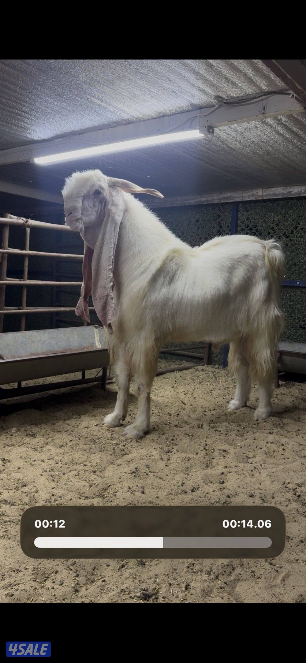 تيس خصم الخصم5