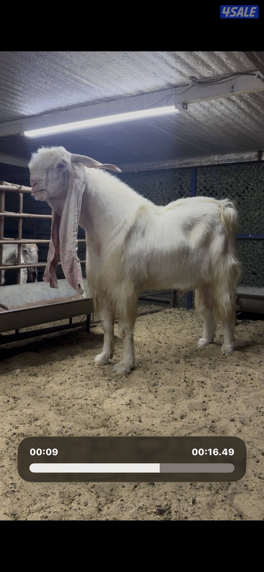 تيس خصم الخصم6