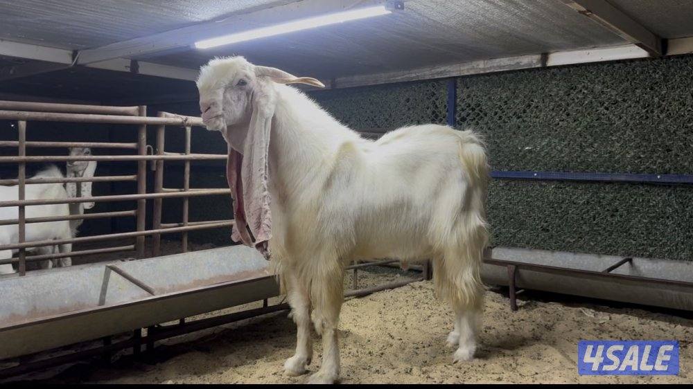 تيس خصم الخصم7