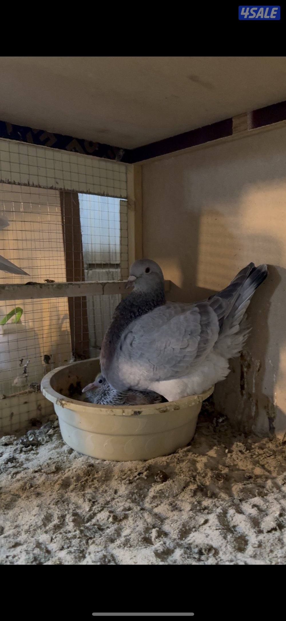 للبيع أزواج تاكسن2