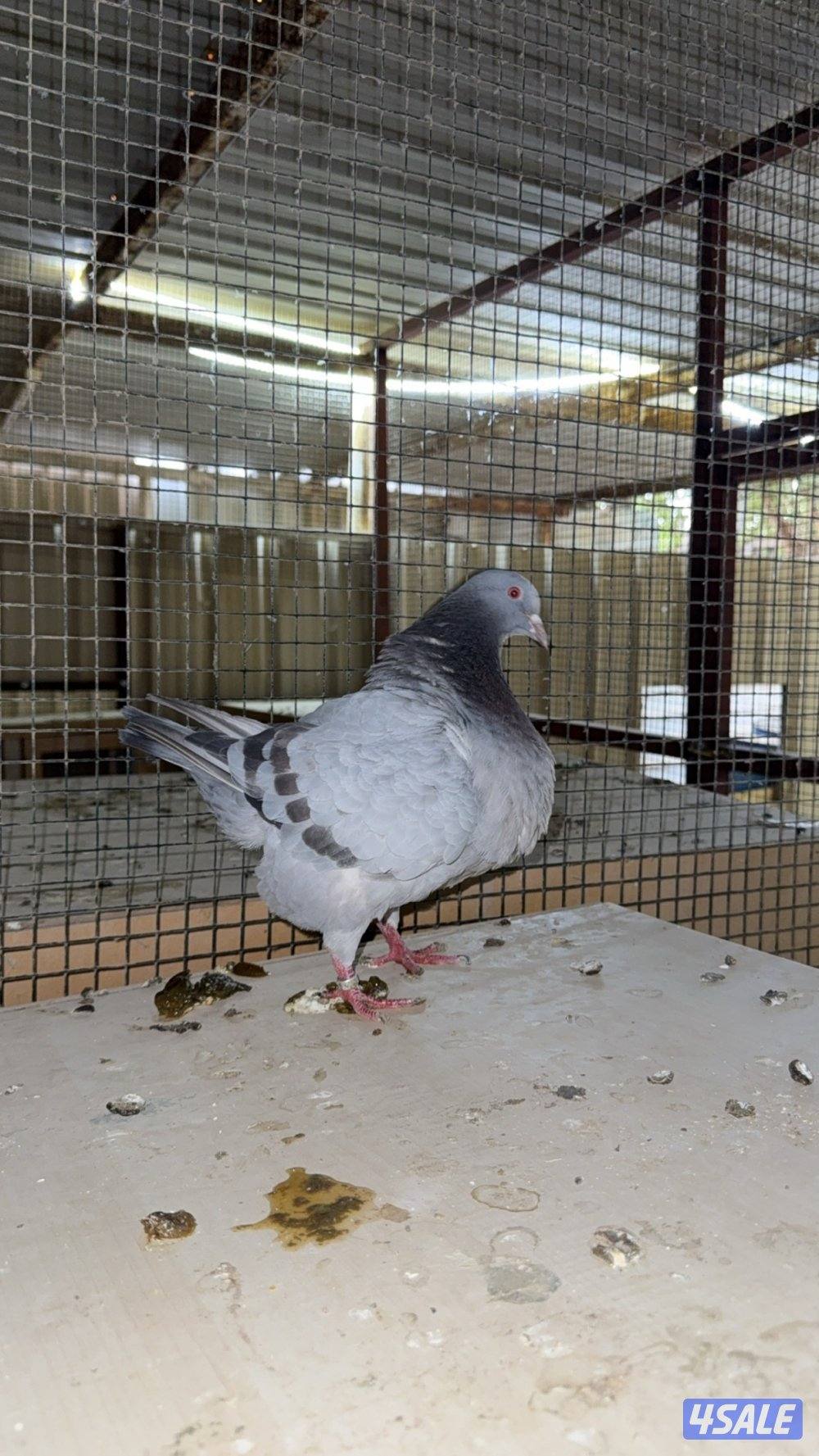 للبيع أزواج تاكسن3