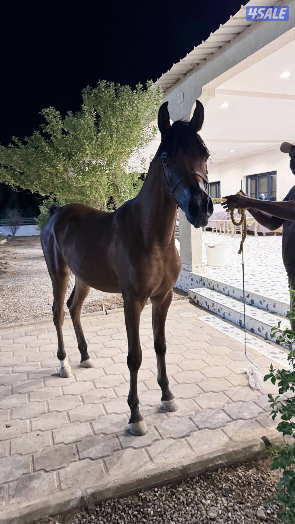 للبيع مهره مكس0