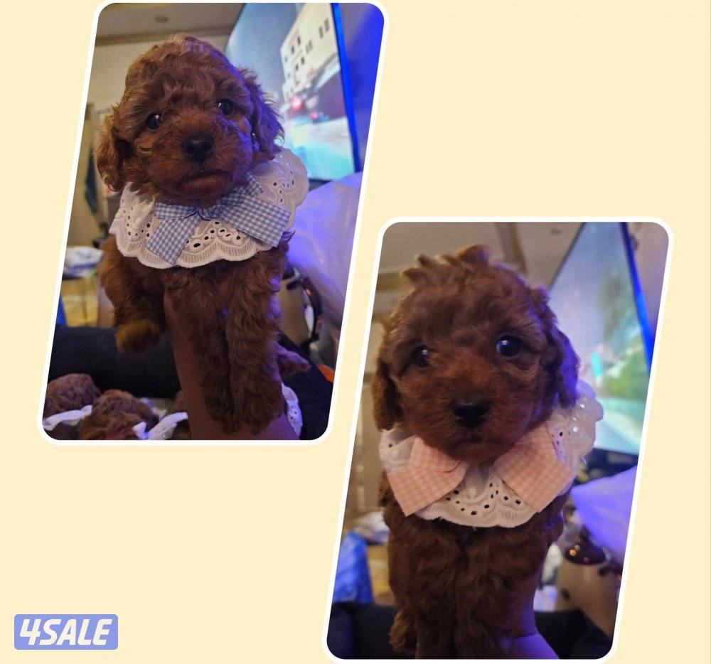 للبيع بودل ذكر وانثي..ملاحظه: التواصل رسائل واتساب عدم الاتصال0