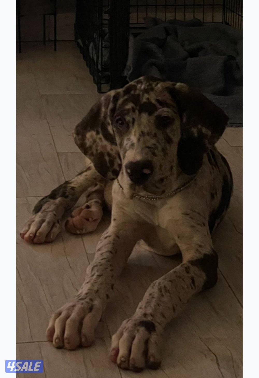 للبيع قريت دان2