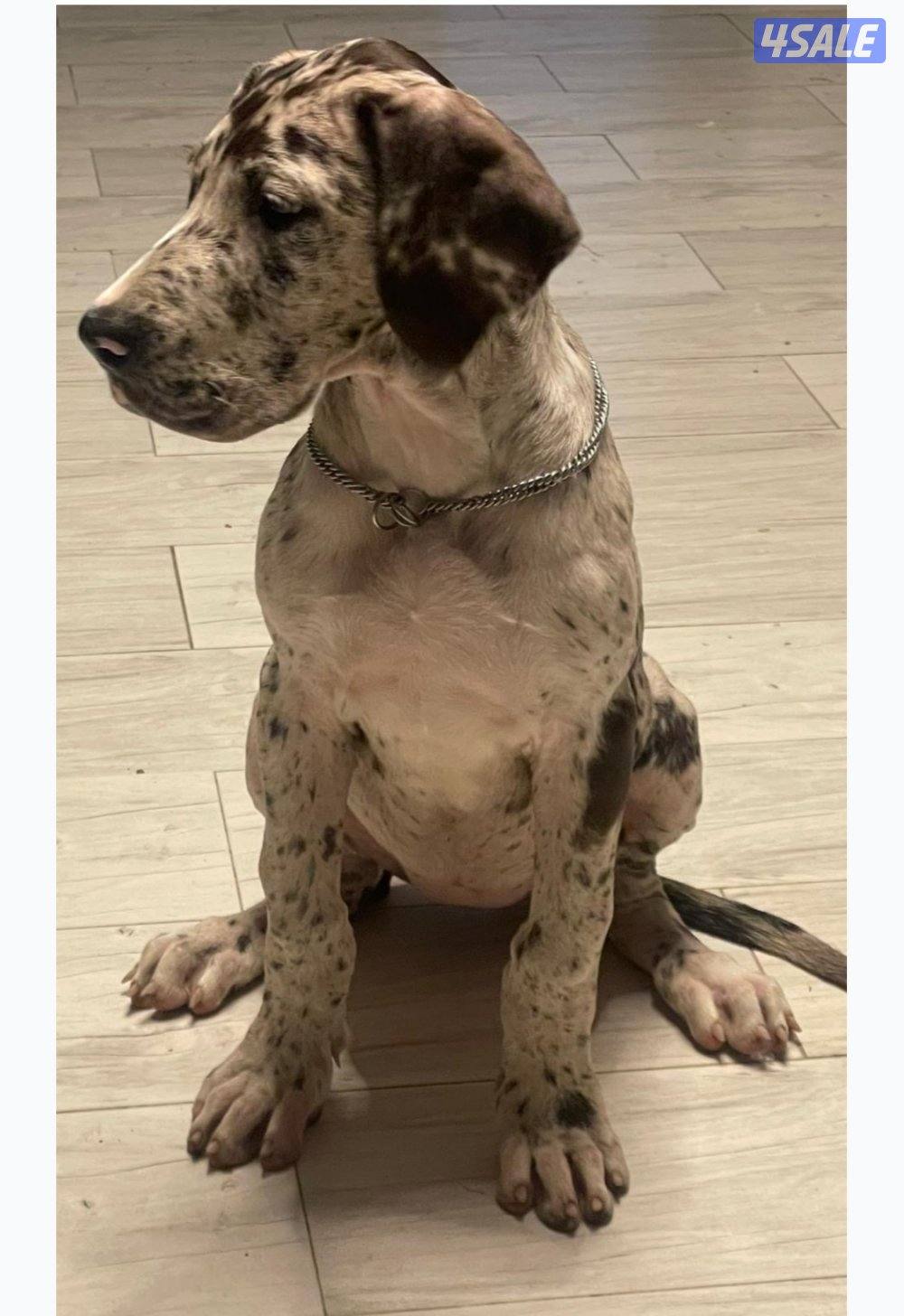 للبيع قريت دان1