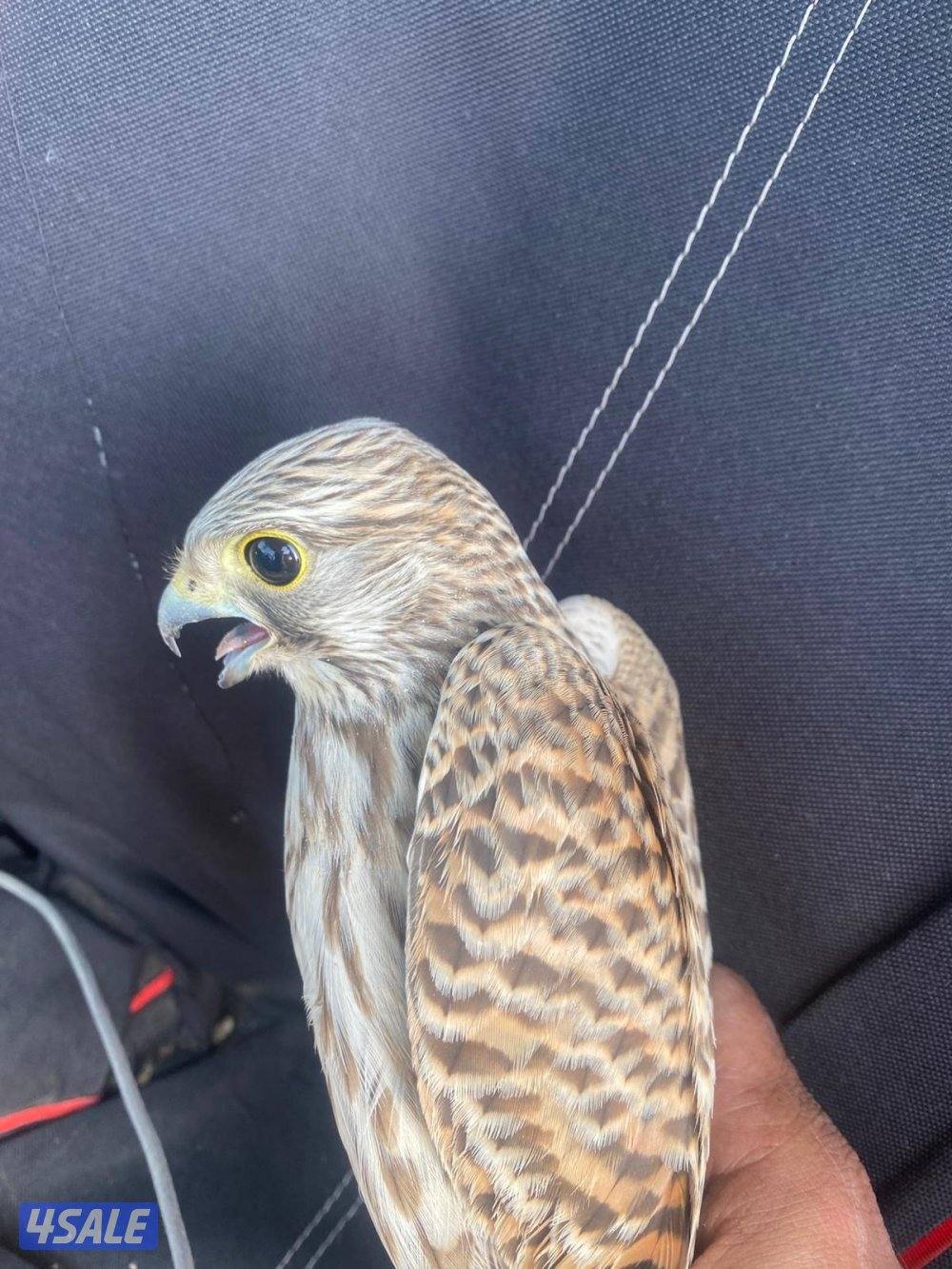 للبيع طيور2