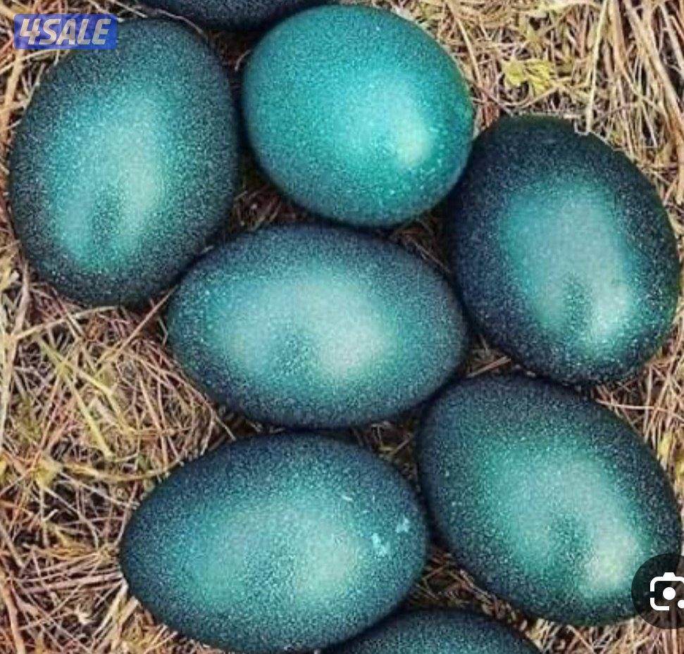 بيض نعام الايمو0